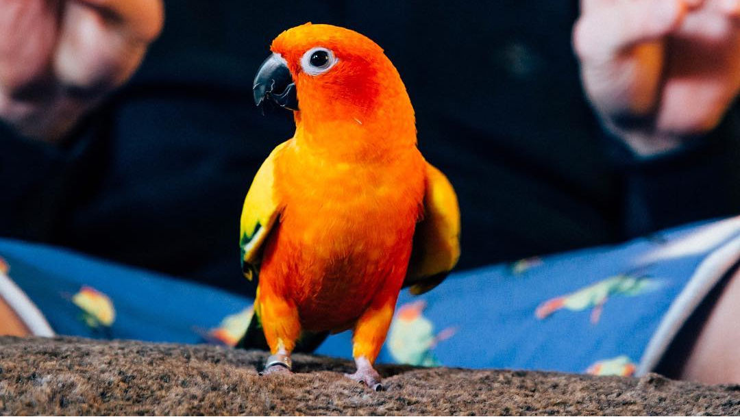 Logan Paul’s Parrot Was Eaten by His Dog