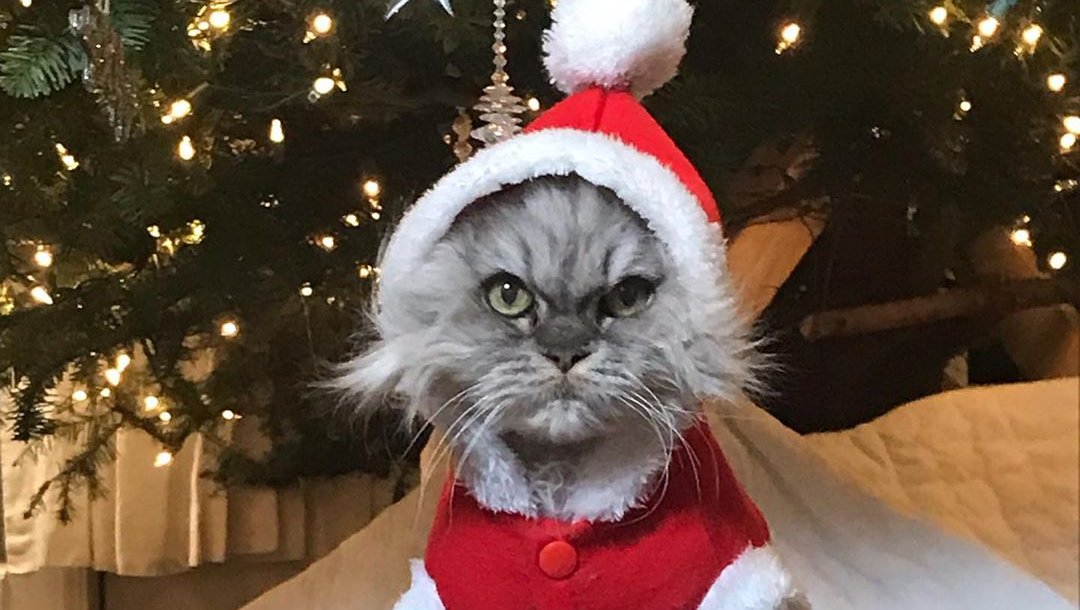 Kate Beckinsale’s Angry Santa Kitty Has Fans Rolling