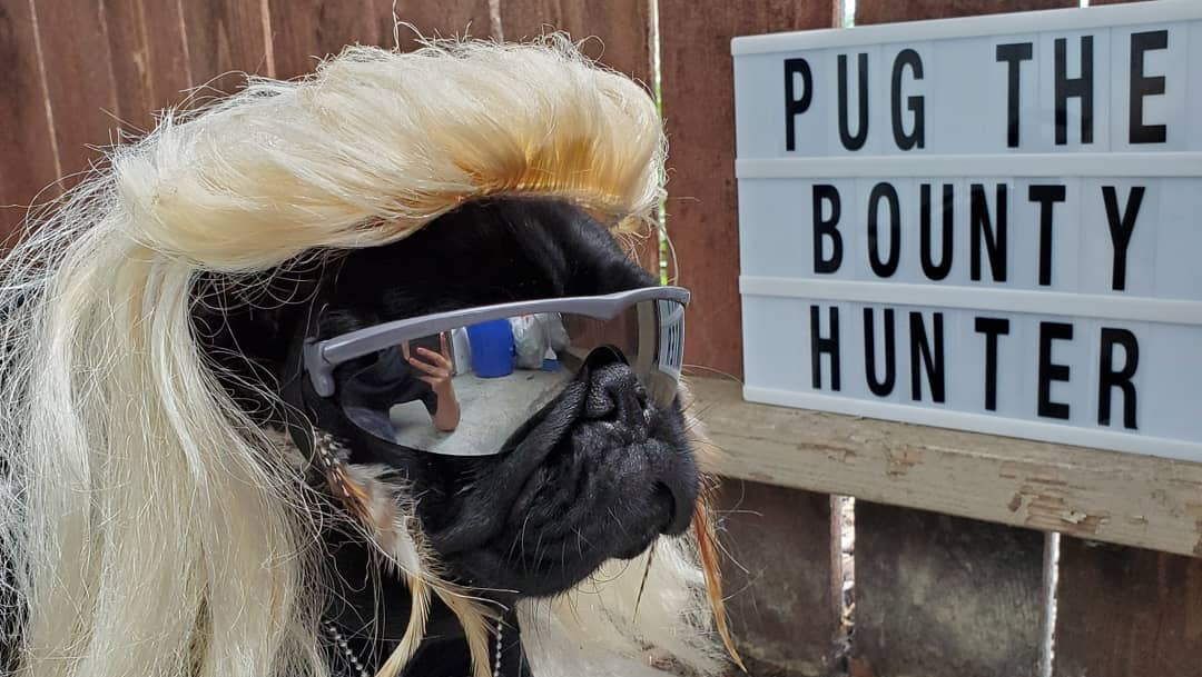 This Dog Already Won Halloween With ‘Pug the Bounty Hunter’ Costume