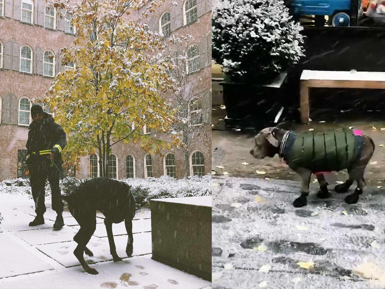 The Weeknd, Bella Hadid & Justin Theroux’s Dogs Hilariously Hate Their 1st Snow Day