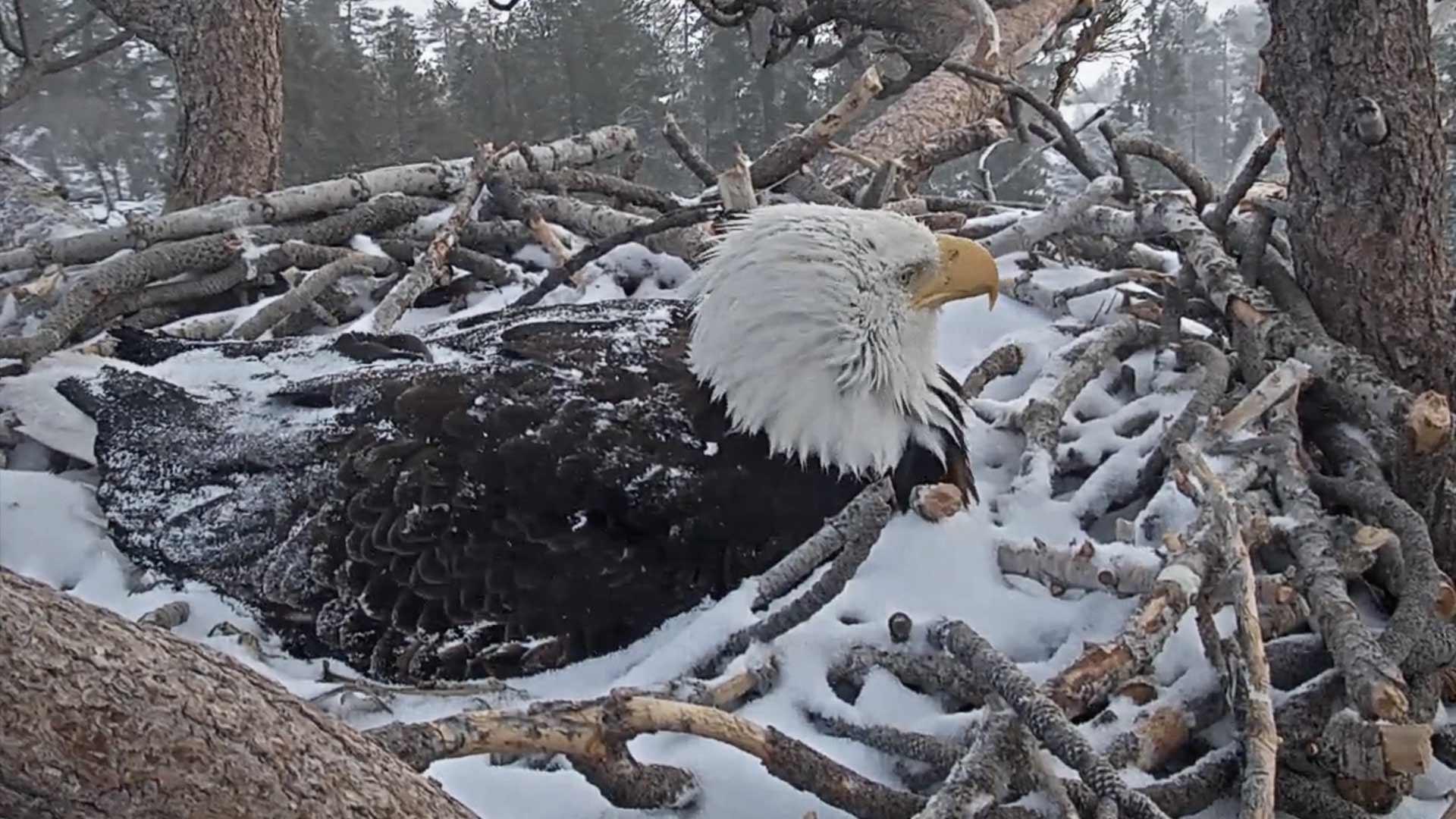 Forest Officials Keep Close Watch to Protect Bald Eagle After She Lays Egg